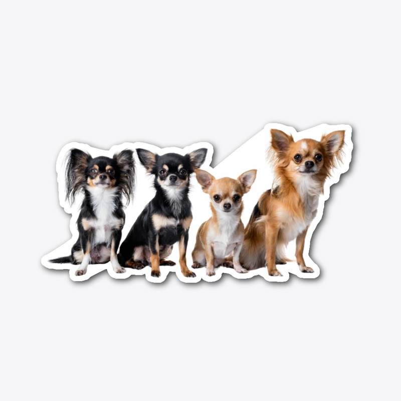 Chihuahua