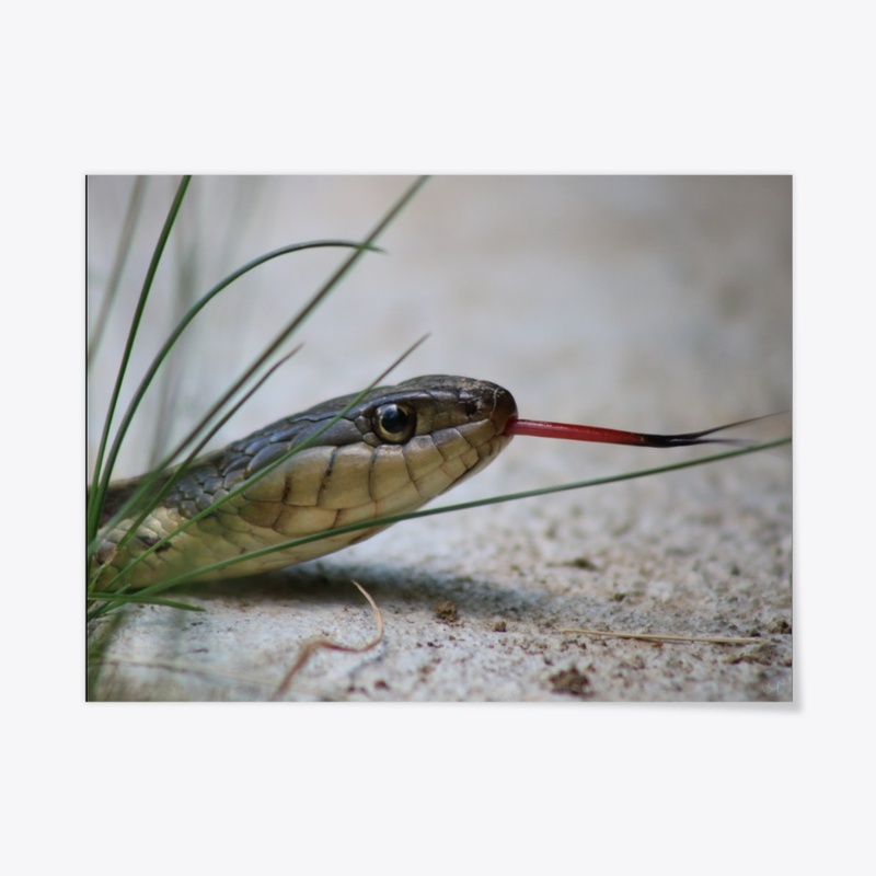 Snake 1