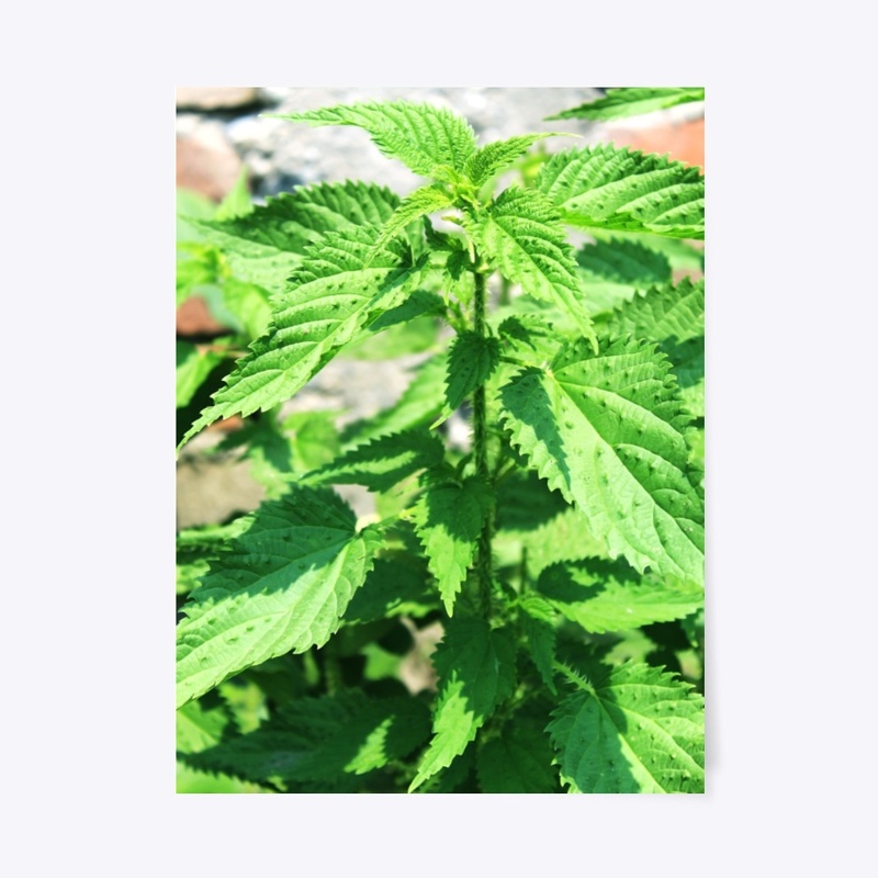 nepali name is sisnu plant