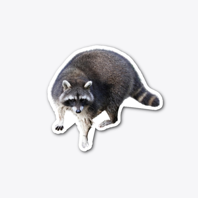 Raccoon
