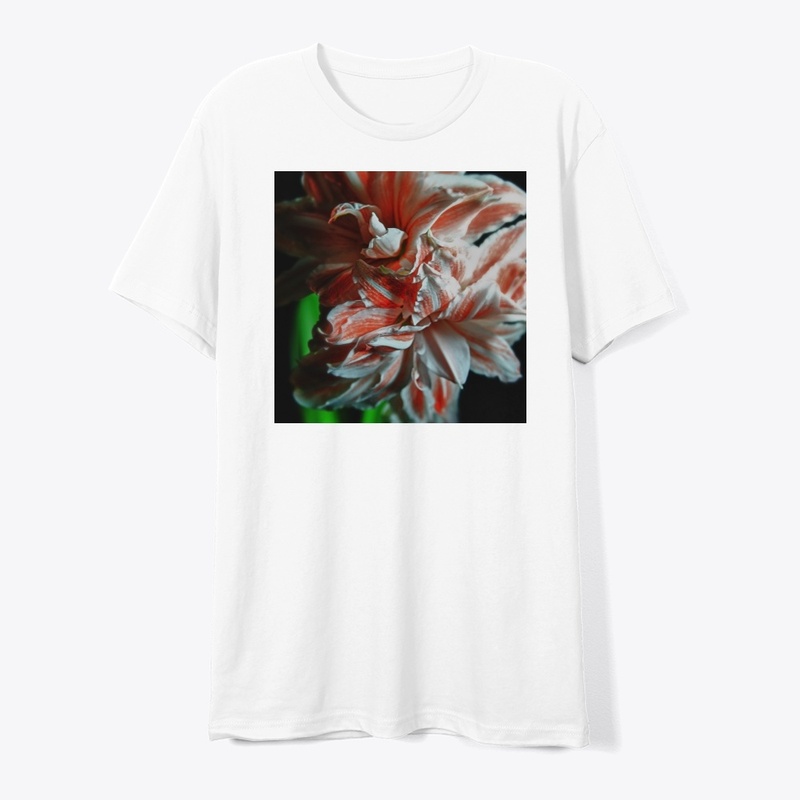 Amaryllis Portrait