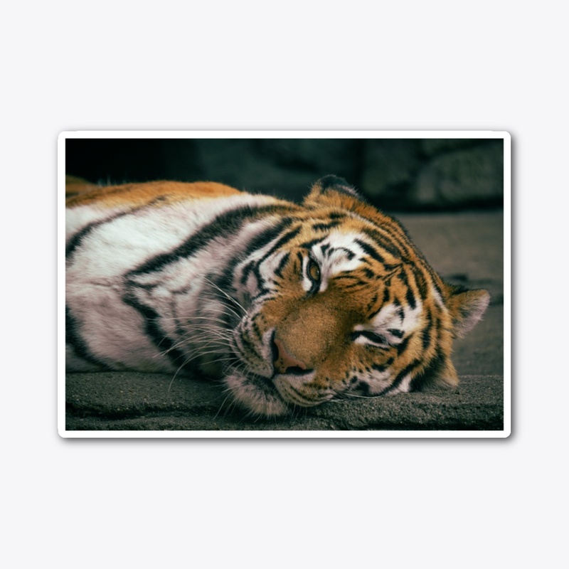 Big Cats 2