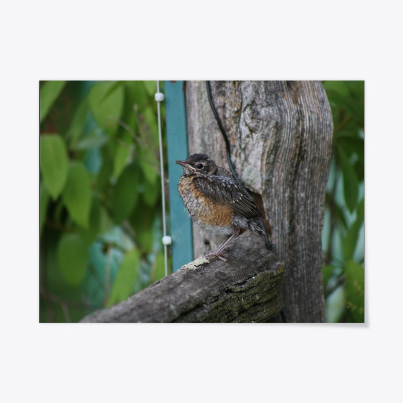 Baby Robin 2