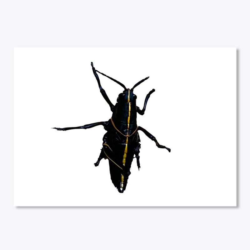 Cricket