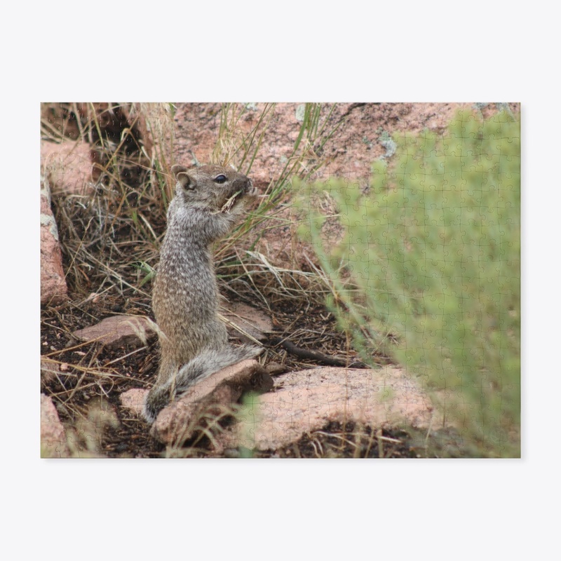 Squirrel 1