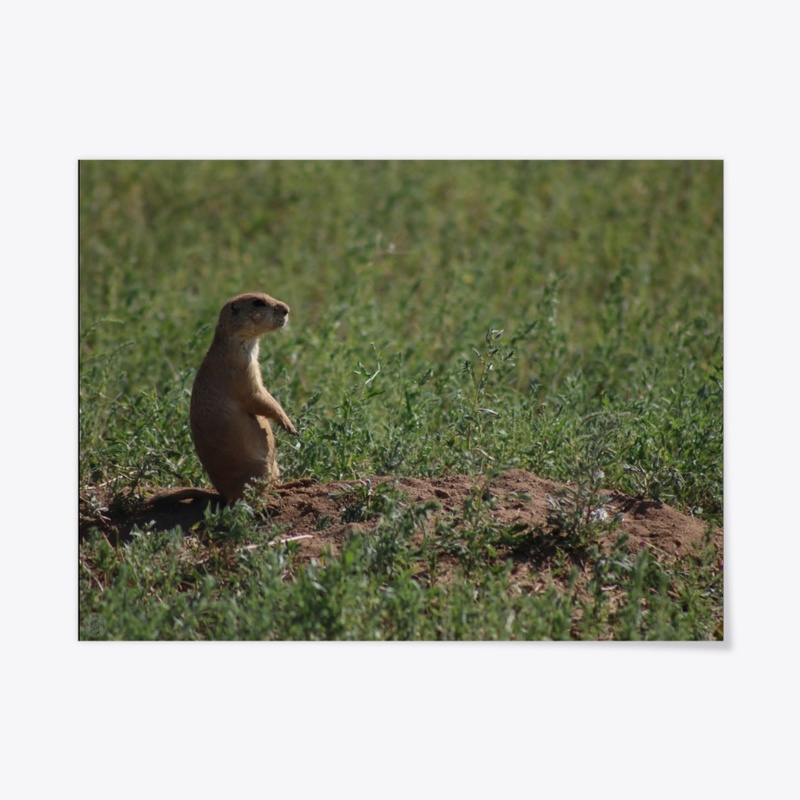 Prairie Dog 2