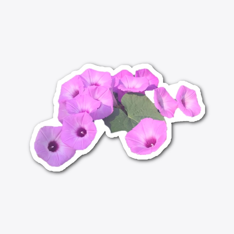 Simply Morning Glories