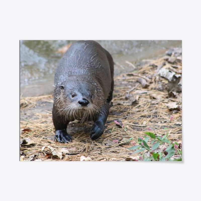 Otter 1