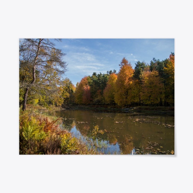 Reinstein Woods In the Fall