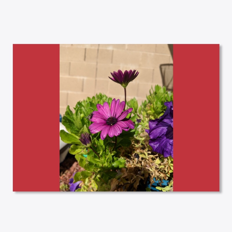 Purple daisy