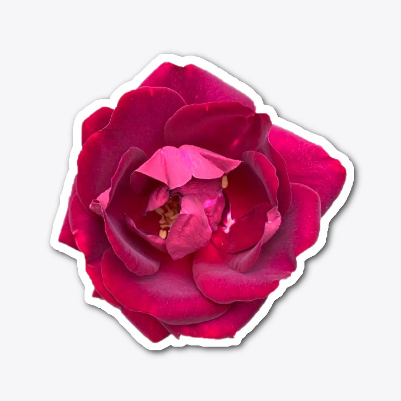 Simply Rose 2