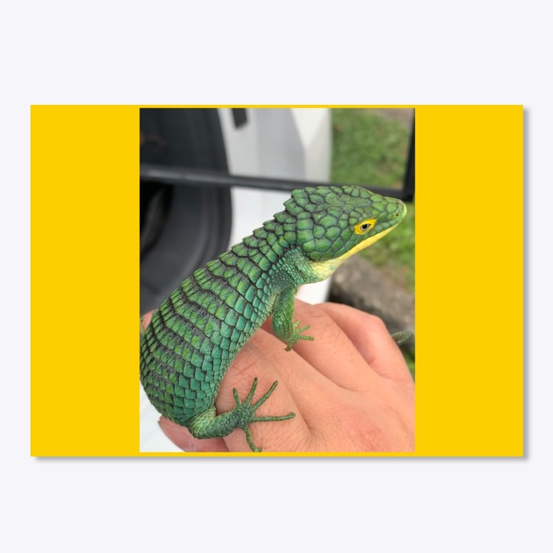 Abronia graminea 