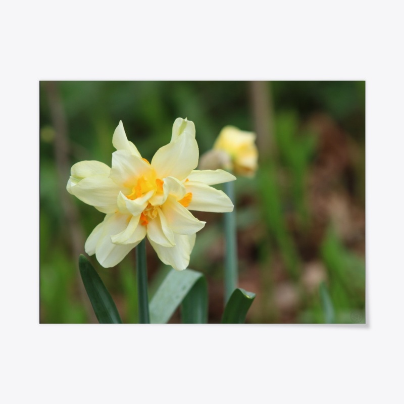 Flower 17