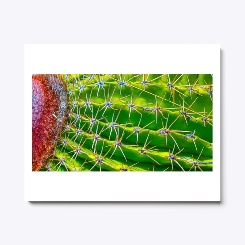 Cactus