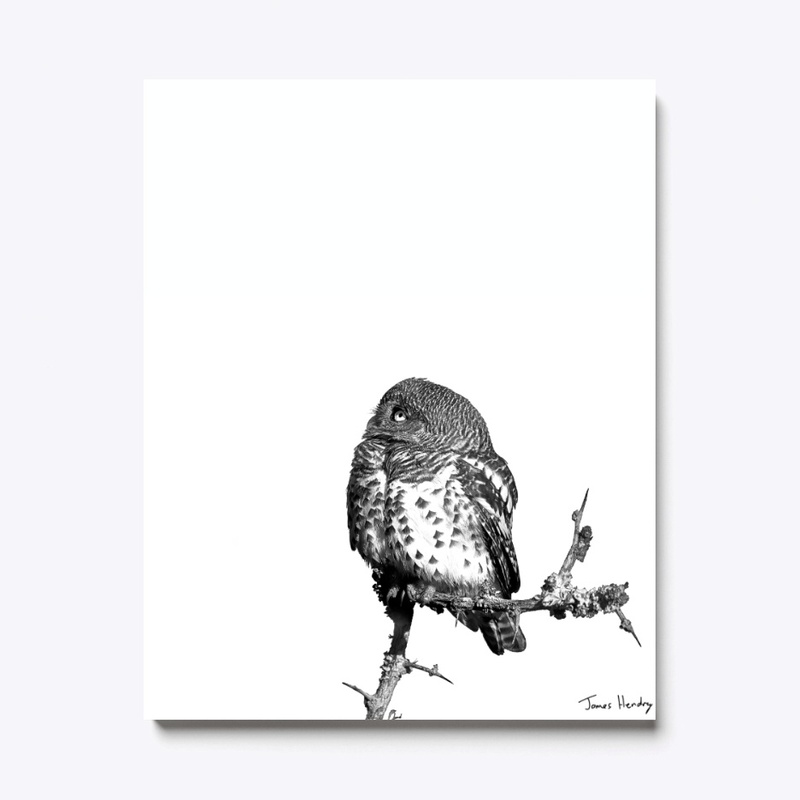 Barred Owlet