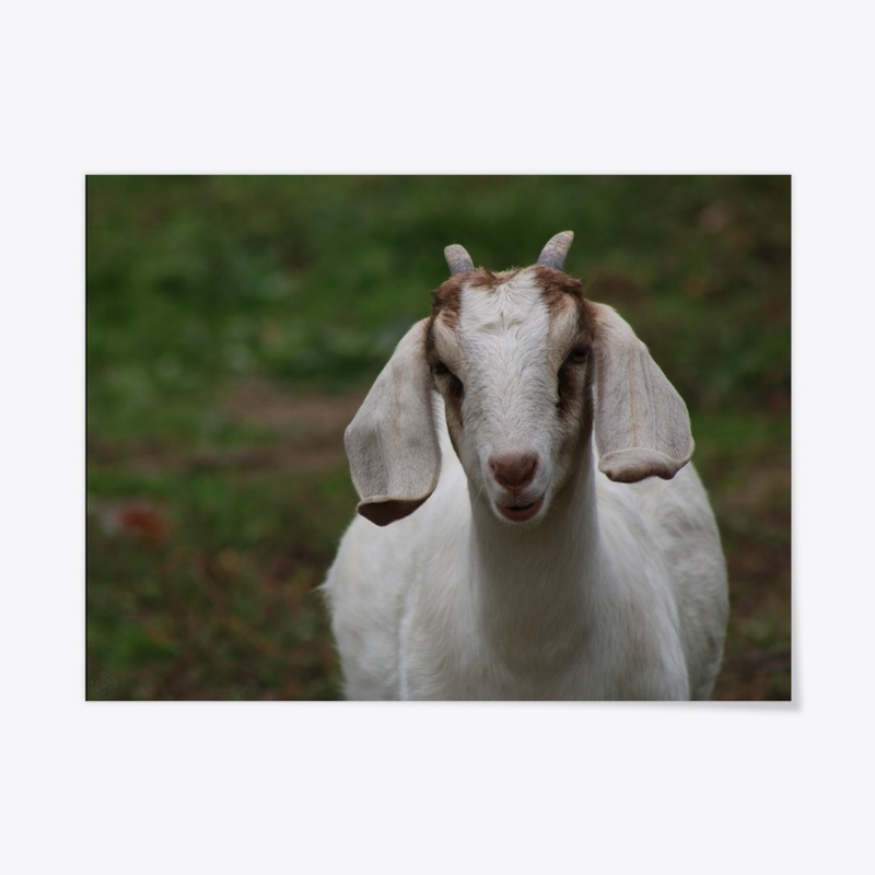Goat 1