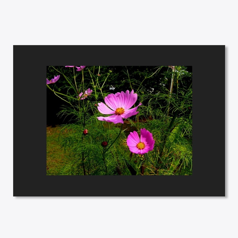 pink crocus flowers