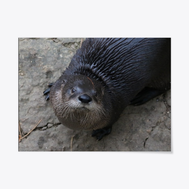 Otter 2