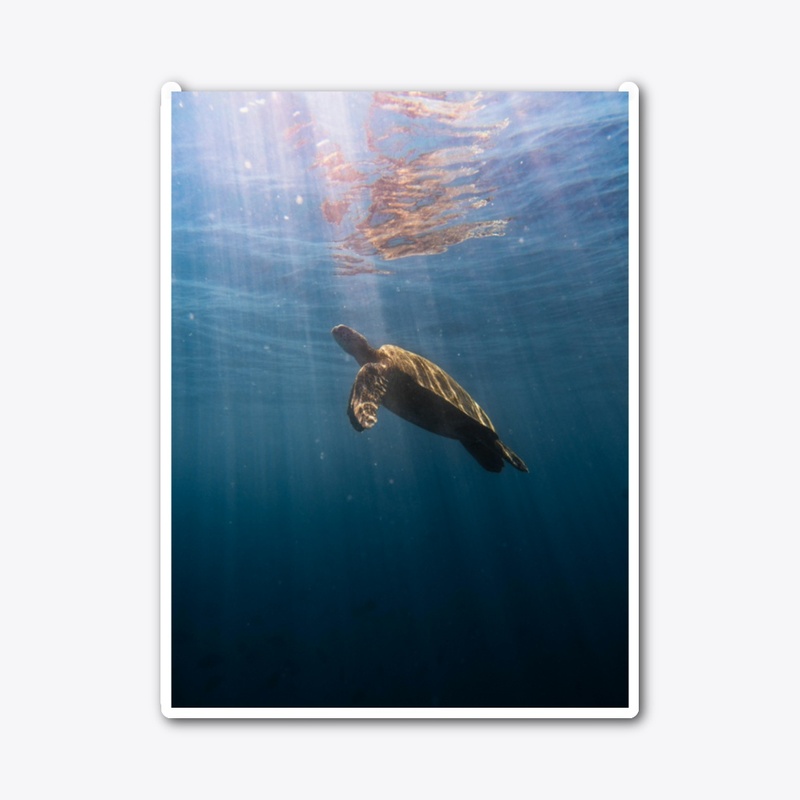 sea turtle swimming in the ocean