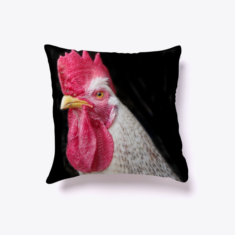 rooster chicken farm animal