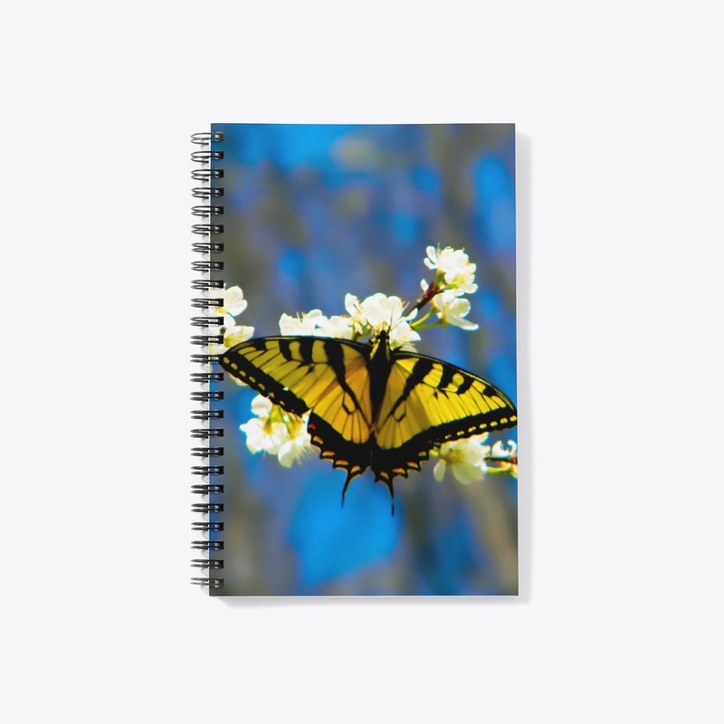 Beautiful Black and Yellow Butterfly