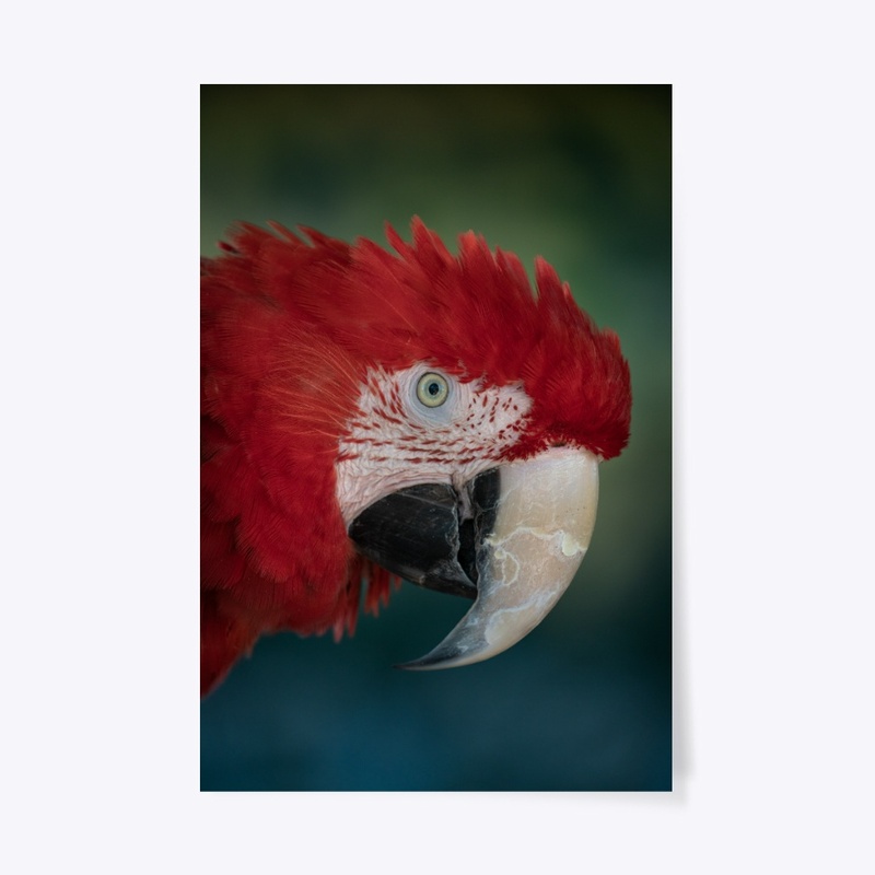 Birds of a feather 1