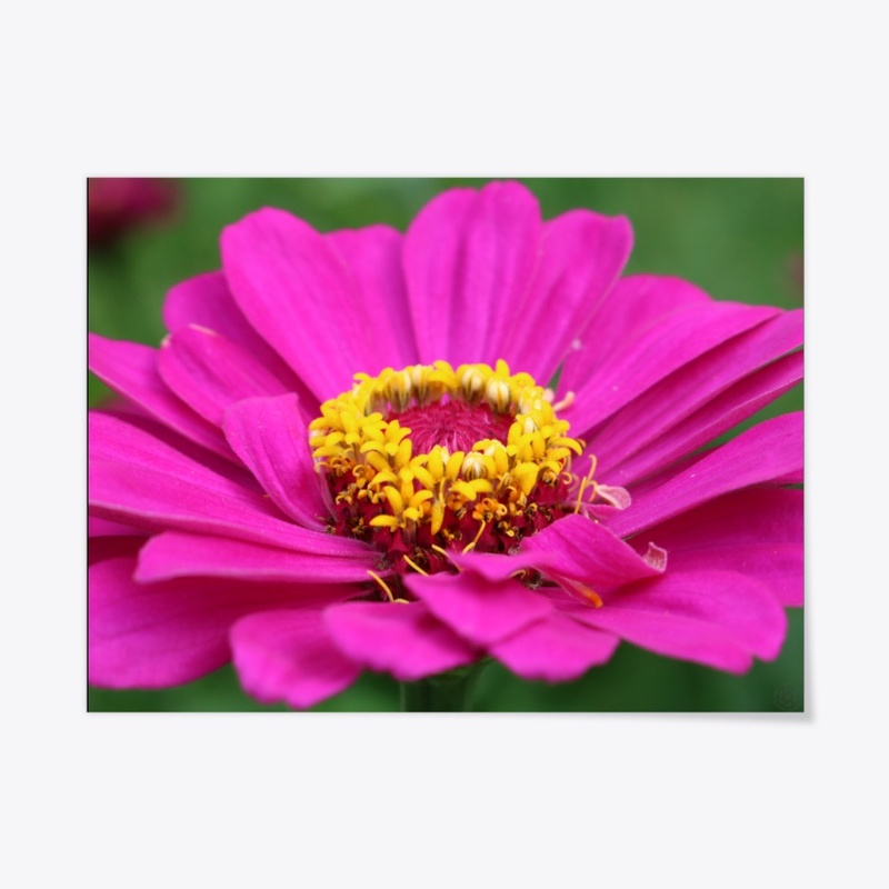 Flower 10
