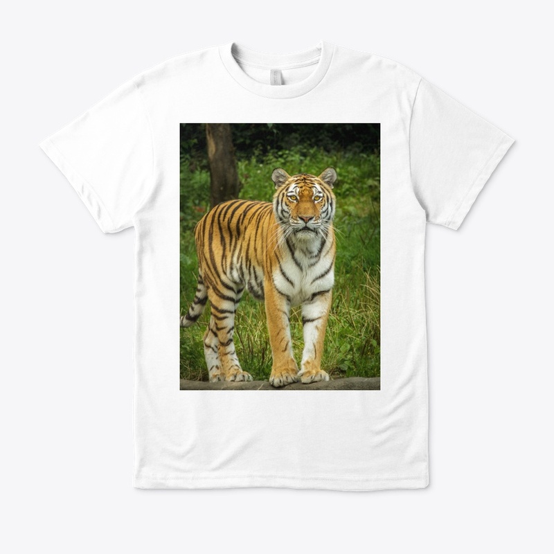 Tiger lying on green grass