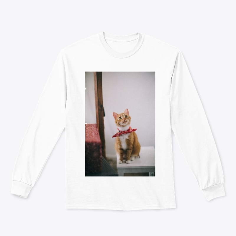 yellow cat