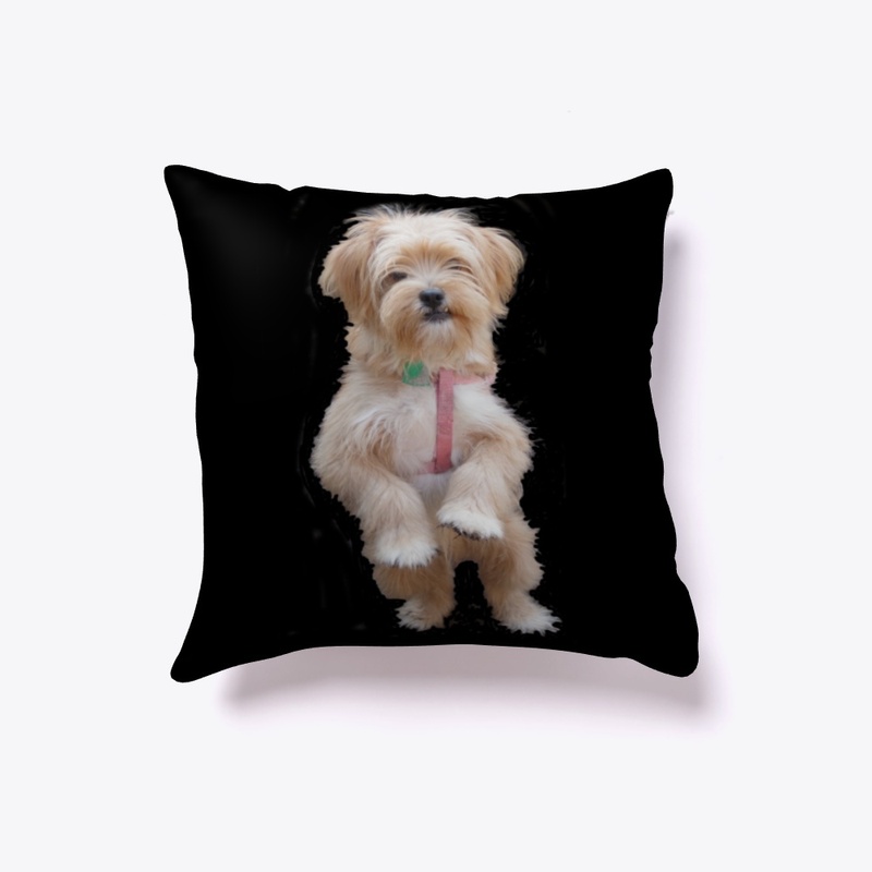 cute yorkie chihuahua puppy