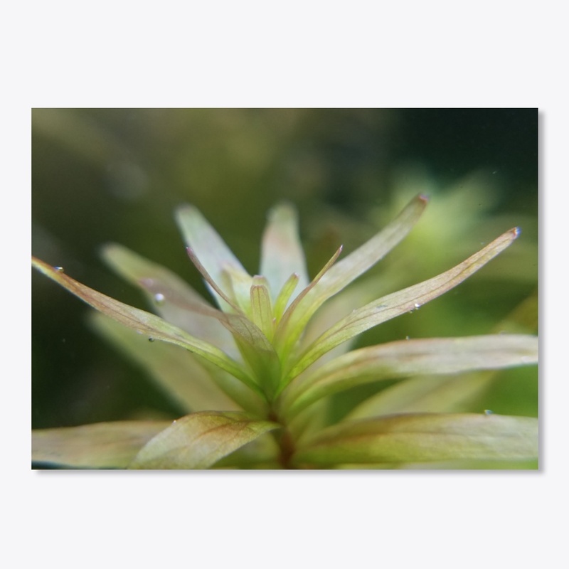 Rotala Rotundifolia Ceylon Pink Sticker