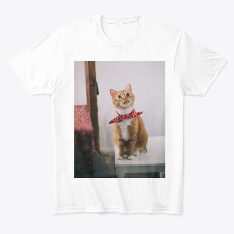 yellow cat