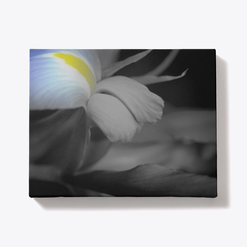 Black and White Iris