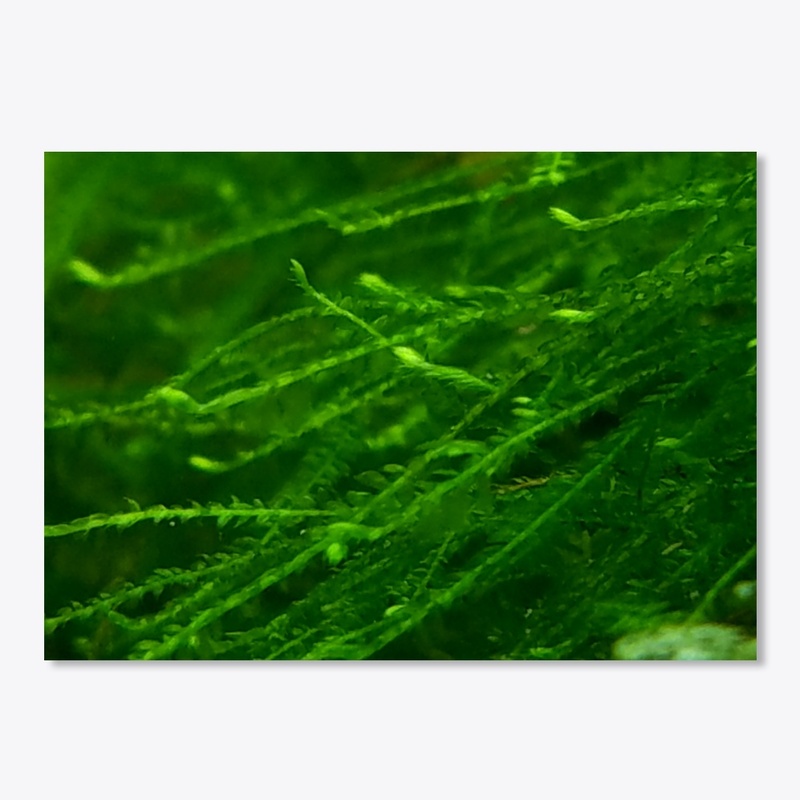 Java Moss Sticker!