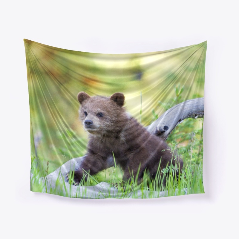 Spring Grizzly Bear Cub Look On