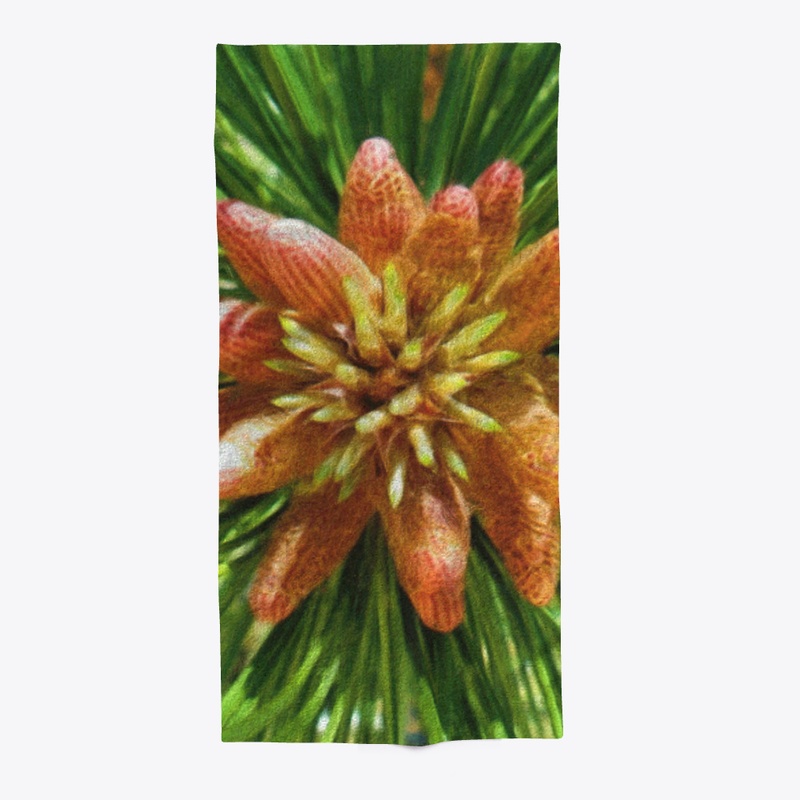 This pine is budding in now