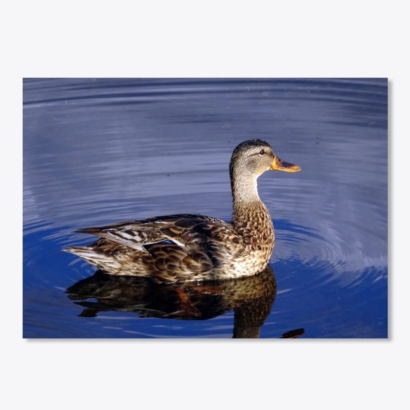 There was only a duck on the lake...