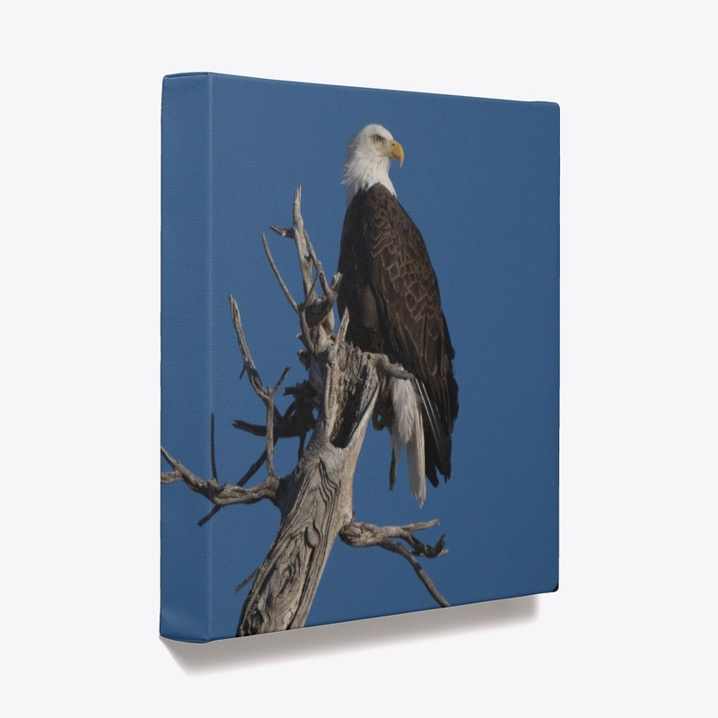 Eagle on the Moon