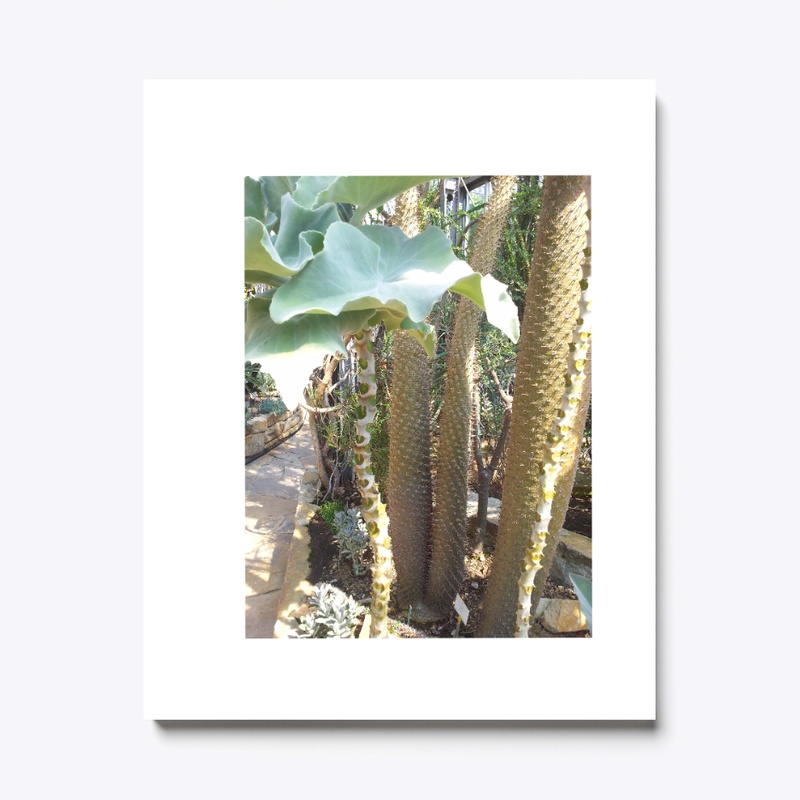 Cactus test