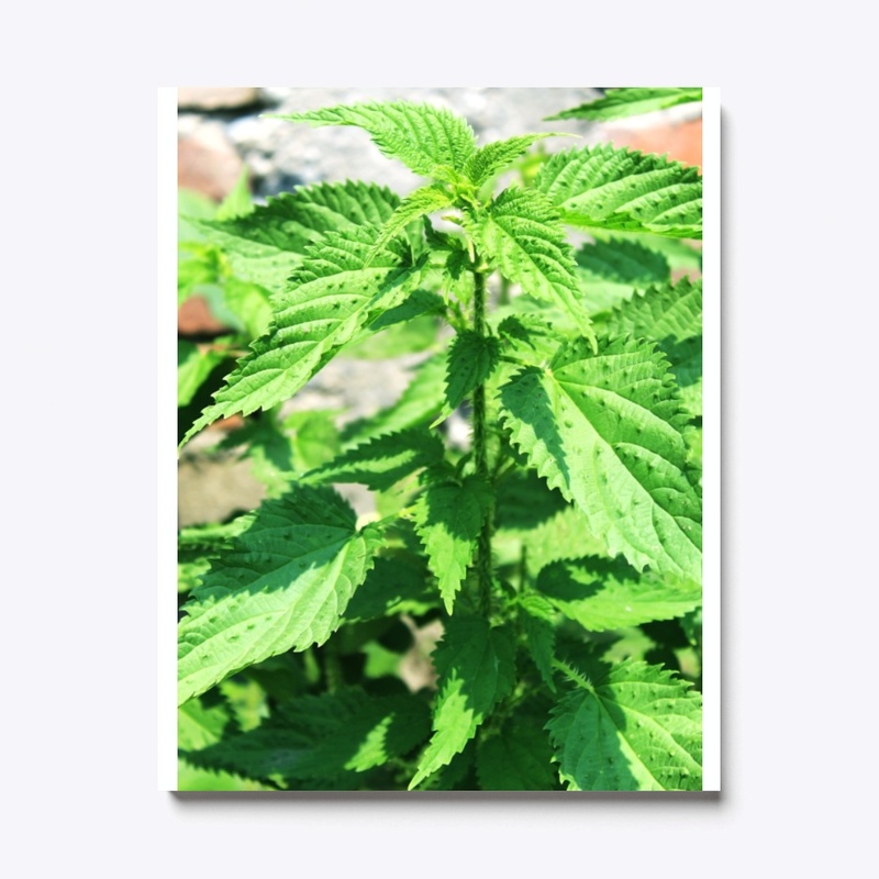 nepali name is sisnu plant