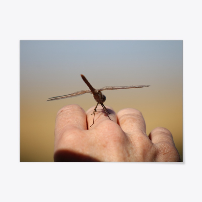 Dragonfly 2