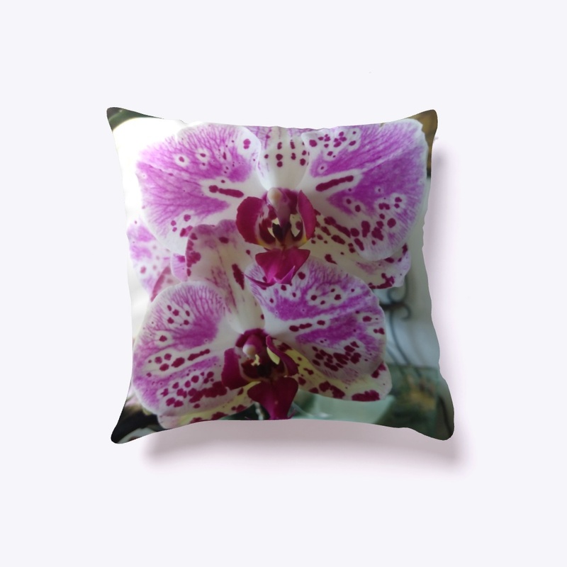 Pink Spotted Phal Orchid Collection