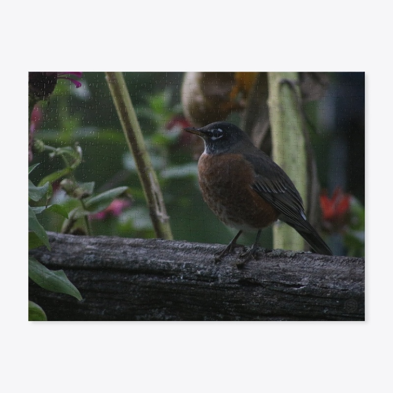Robin 1