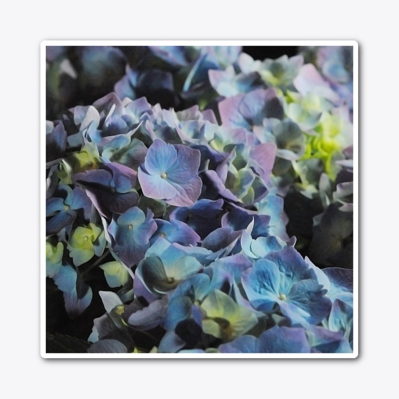 Blue and Purple Hydrangeas