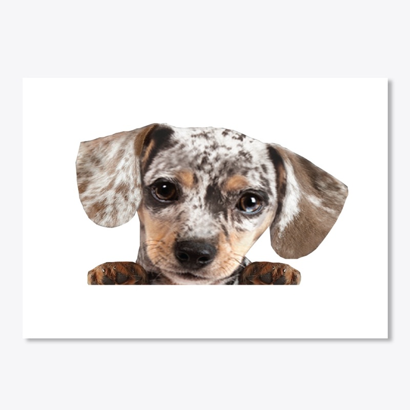 Dapple Dachshund