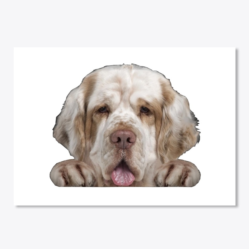 Clumber Spaniel