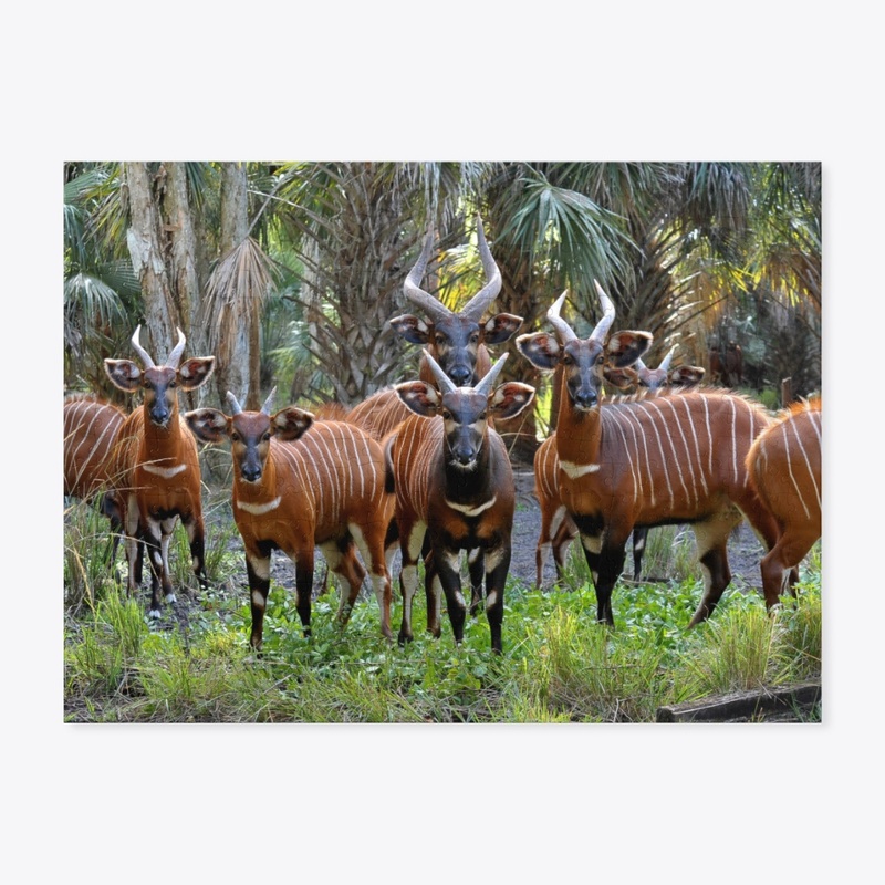 Mountain Bongo Puzzle