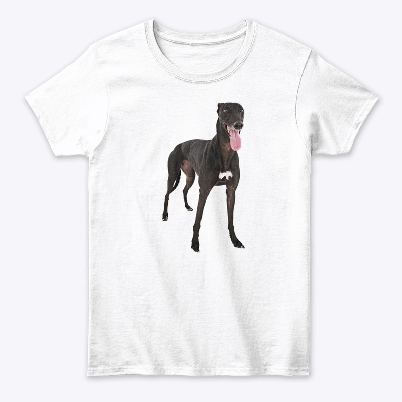 black greyhound dog