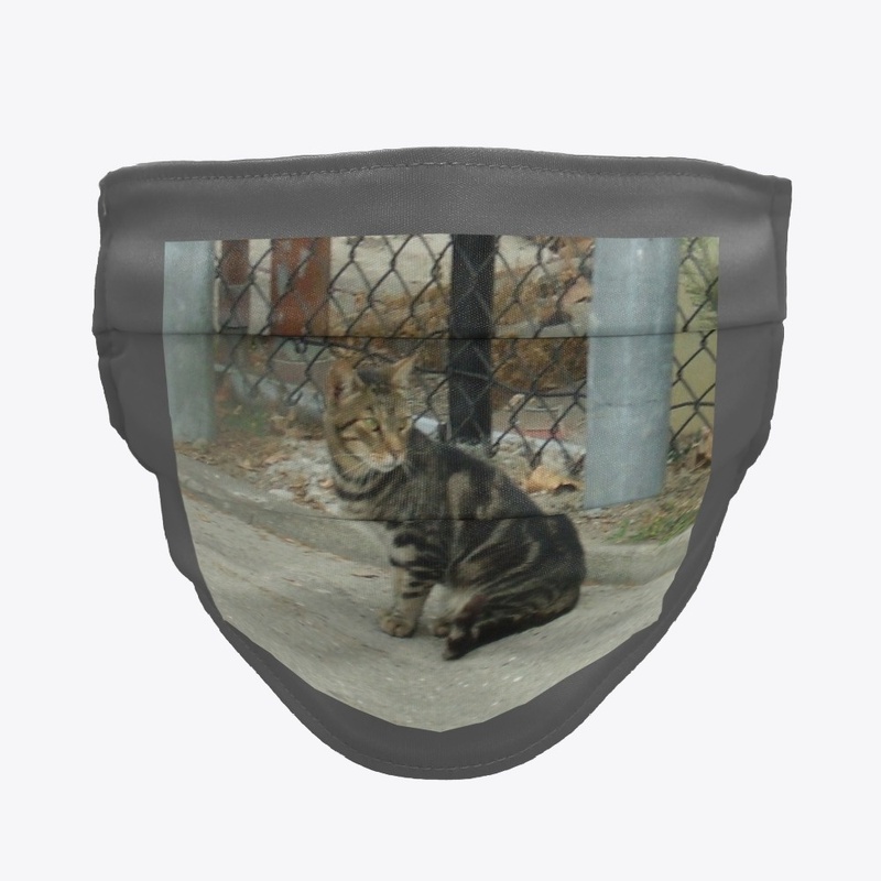 Cat near fence