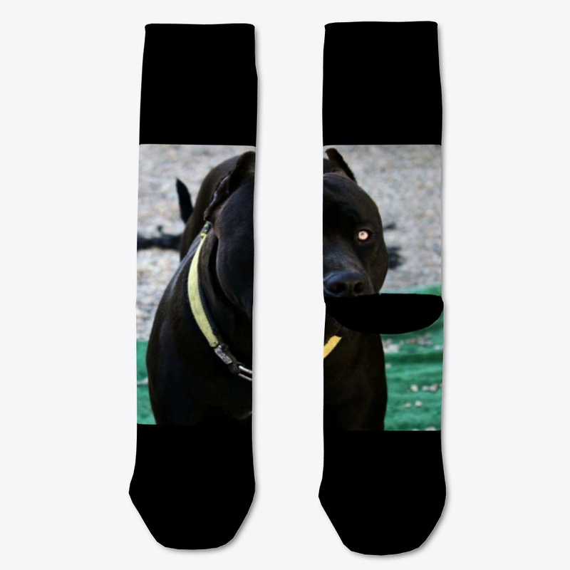 Pitbulls Black